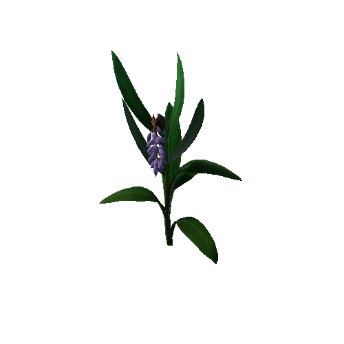 Flower_Alpinia zerumbet5 1